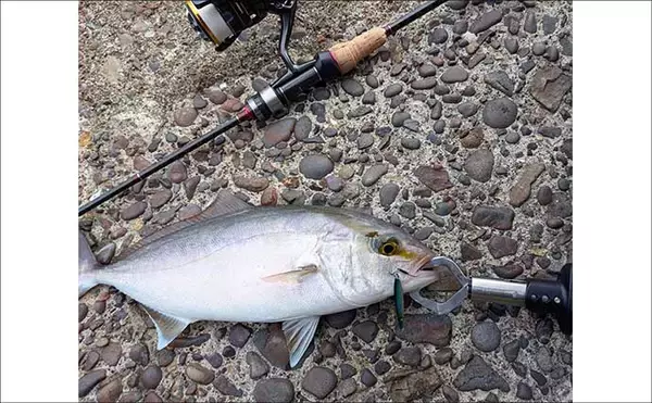 「南伊勢のライトソルト五目ゲームで9種目制覇！【三重】港内で27cmメッキ＆37cmシオも登場」の画像