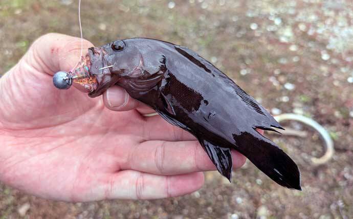 南伊勢のライトソルト五目ゲームで9種目制覇！【三重】港内で27cmメッキ＆37cmシオも登場