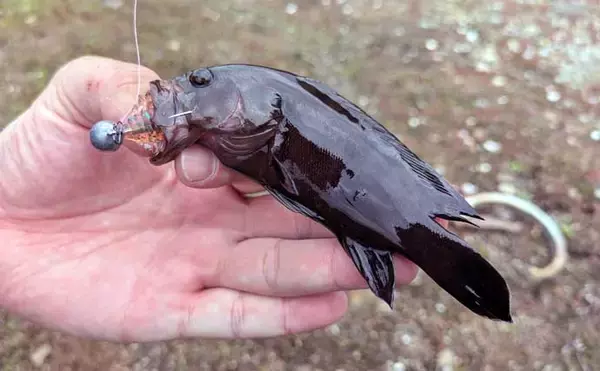 「南伊勢のライトソルト五目ゲームで9種目制覇！【三重】港内で27cmメッキ＆37cmシオも登場」の画像