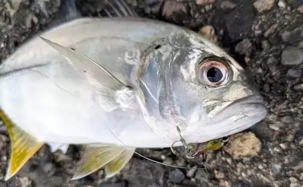 「南伊勢のライトソルト五目ゲームで9種目制覇！【三重】港内で27cmメッキ＆37cmシオも登場」の画像