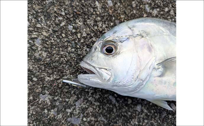 南伊勢のライトソルト五目ゲームで9種目制覇！【三重】港内で27cmメッキ＆37cmシオも登場