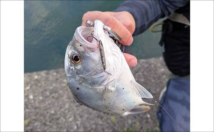 南伊勢のライトソルト五目ゲームで9種目制覇！【三重】港内で27cmメッキ＆37cmシオも登場