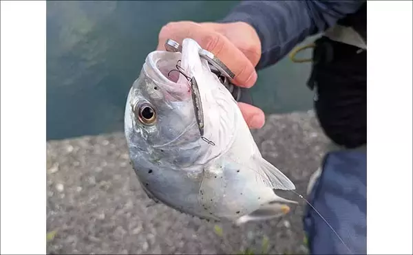 「南伊勢のライトソルト五目ゲームで9種目制覇！【三重】港内で27cmメッキ＆37cmシオも登場」の画像