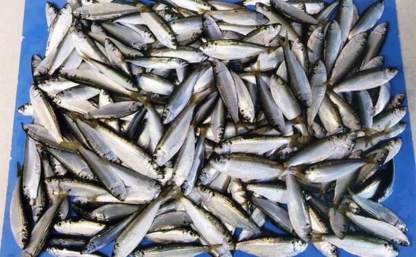 碧南海釣り広場のサビキ釣りでサッパ218匹 朝の短時間で手中 22年5月日 エキサイトニュース