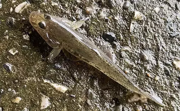 ジグヘッドにイソメのハイブリッド仕掛けで17cm頭にハゼ「つ抜け」