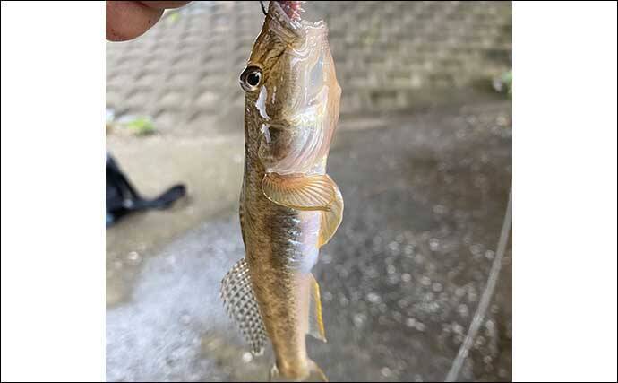 ジグヘッドにイソメのハイブリッド仕掛けで17cm頭にハゼ「つ抜け」