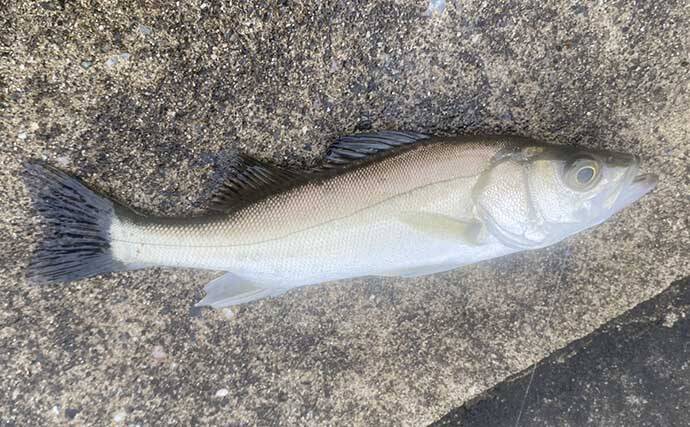 ジグヘッドにイソメのハイブリッド仕掛けで17cm頭にハゼ「つ抜け」