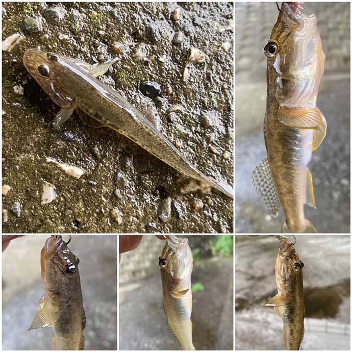 ジグヘッドにイソメのハイブリッド仕掛けで17cm頭にハゼ「つ抜け」