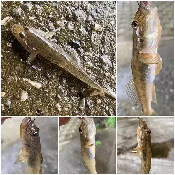 「ジグヘッドにイソメのハイブリッド仕掛けで17cm頭にハゼ「つ抜け」」の画像