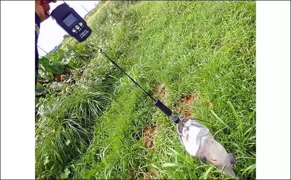 「淡水五目釣りで72cmコイに4kg超えアメリカナマズをキャッチ【埼玉・元荒川】」の画像