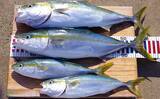 「明石沖「のませ釣り」で65cm頭にメジロにハマチ【兵庫】活きアジ泳がせ狙い撃ち」の画像1