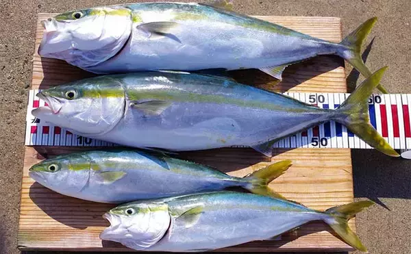 明石沖「のませ釣り」で65cm頭にメジロにハマチ【兵庫】活きアジ泳がせ狙い撃ち