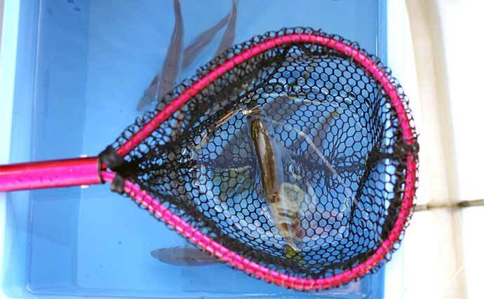 明石沖「のませ釣り」で65cm頭にメジロにハマチ【兵庫】活きアジ泳がせ狙い撃ち