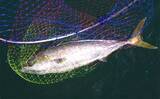 「明石沖「のませ釣り」で65cm頭にメジロにハマチ【兵庫】活きアジ泳がせ狙い撃ち」の画像4