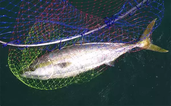 「明石沖「のませ釣り」で65cm頭にメジロにハマチ【兵庫】活きアジ泳がせ狙い撃ち」の画像