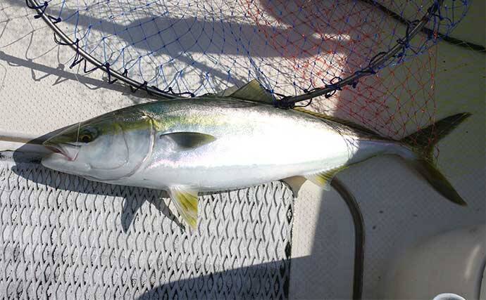 明石沖「のませ釣り」で65cm頭にメジロにハマチ【兵庫】活きアジ泳がせ狙い撃ち