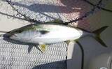 「明石沖「のませ釣り」で65cm頭にメジロにハマチ【兵庫】活きアジ泳がせ狙い撃ち」の画像5
