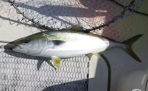 「明石沖「のませ釣り」で65cm頭にメジロにハマチ【兵庫】活きアジ泳がせ狙い撃ち」の画像