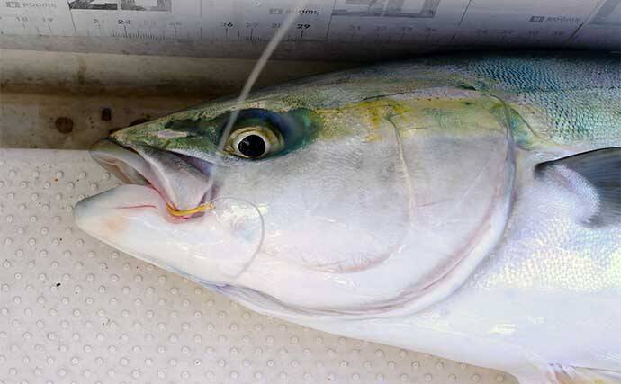 明石沖「のませ釣り」で65cm頭にメジロにハマチ【兵庫】活きアジ泳がせ狙い撃ち