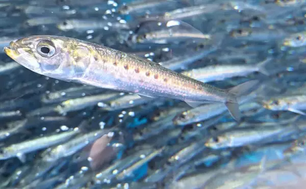 「「なぜ群れで泳ぐ魚は互いにぶつからないの？ 」 衝突回避・並走・接近の3つのルールが重要」の画像