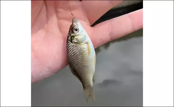 「「6月は淡水小物釣りのシーズン開幕！」釣ることができる代表的な魚種3選を紹介」の画像
