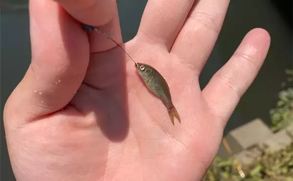 「「6月は淡水小物釣りのシーズン開幕！」釣ることができる代表的な魚種3選を紹介」の画像