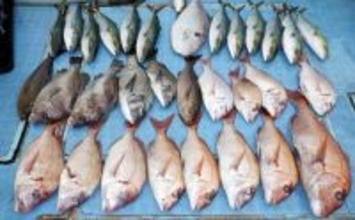 【沖釣り釣果速報】大物乗合船でマダイ筆頭にカンパチ・ハマチがズラリ！竿頭は8目＆30匹と大漁（愛知）