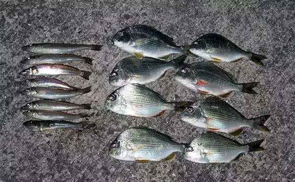 「冬はキス釣りオフシーズン」は間違い！　厳寒期の投げ釣りのポイントと楽しみ方を解説