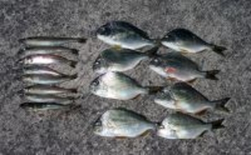 「冬はキス釣りオフシーズン」は間違い！　厳寒期の投げ釣りのポイントと楽しみ方を解説