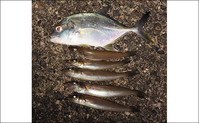 「冬はキス釣りオフシーズン」は間違い！　厳寒期の投げ釣りのポイントと楽しみ方を解説