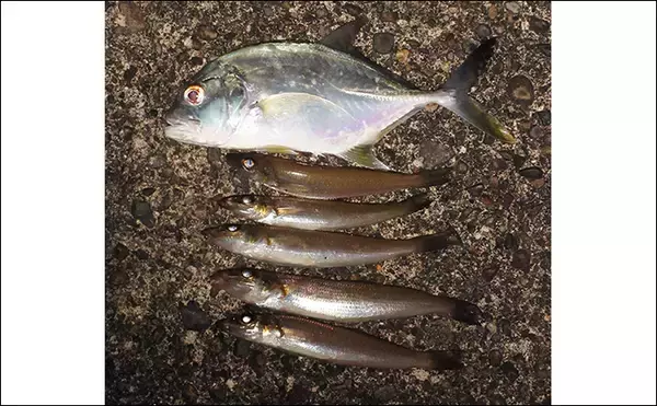 「「冬はキス釣りオフシーズン」は間違い！　厳寒期の投げ釣りのポイントと楽しみ方を解説」の画像