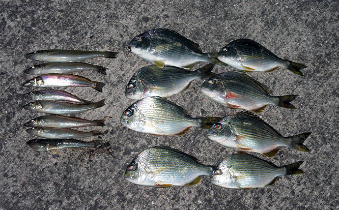 「冬はキス釣りオフシーズン」は間違い！　厳寒期の投げ釣りのポイントと楽しみ方を解説