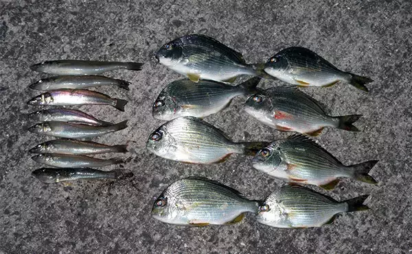 「「冬はキス釣りオフシーズン」は間違い！　厳寒期の投げ釣りのポイントと楽しみ方を解説」の画像