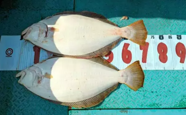 「【沖釣り釣果速報】御前崎沖アマダイ五目で本命キャッチ！赤白アマダイ交じり多彩釣果（愛知・静岡）」の画像