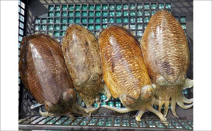 【沖釣り釣果速報】御前崎沖アマダイ五目で本命キャッチ！赤白アマダイ交じり多彩釣果（愛知・静岡）