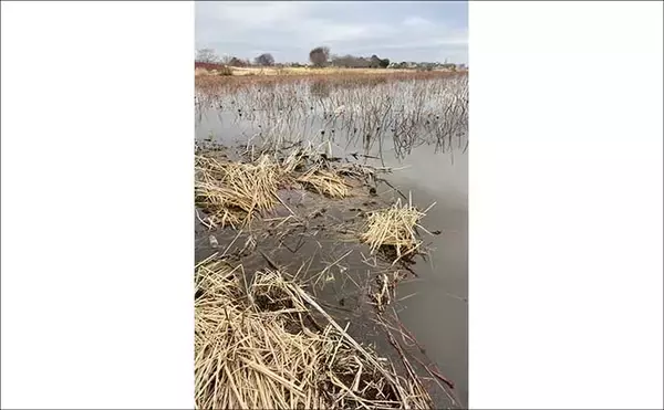「吉田康雄のザ・チャレンジへらぶな【春しかできない釣りをしよう#1】」の画像