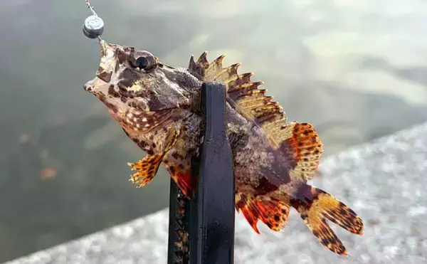 春は穴釣りとライトなショアジギングがオススメ！【大阪】谷川港でカサゴとメバルを好捕