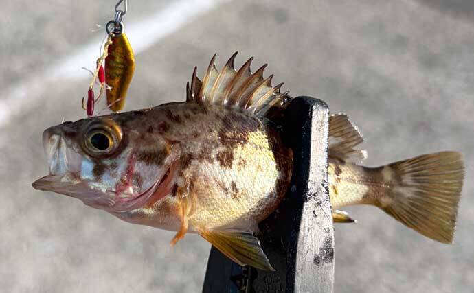 春は穴釣りとライトなショアジギングがオススメ！【大阪】谷川港でカサゴとメバルを好捕