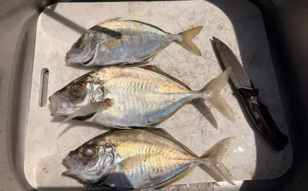 「レンタルボート釣果レポート：47cm大型アマダイに60cm級マダイにカイワリと大漁！【ウミック・福井】」の画像