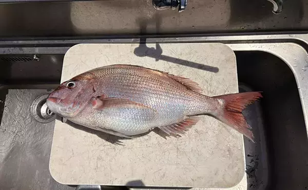 「レンタルボート釣果レポート：47cm大型アマダイに60cm級マダイにカイワリと大漁！【ウミック・福井】」の画像