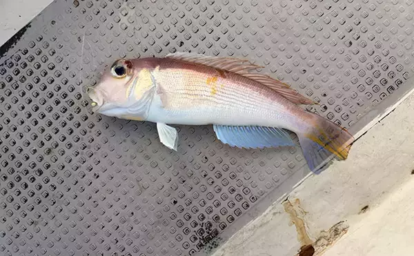 「レンタルボート釣果レポート：47cm大型アマダイに60cm級マダイにカイワリと大漁！【ウミック・福井】」の画像