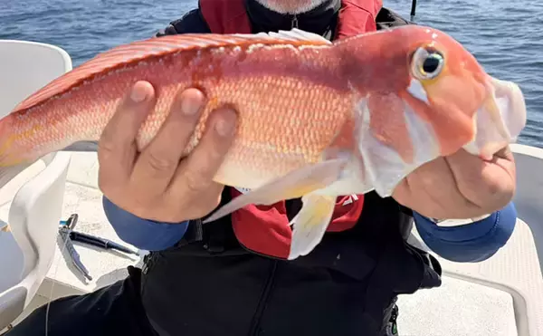 「レンタルボート釣果レポート：47cm大型アマダイに60cm級マダイにカイワリと大漁！【ウミック・福井】」の画像