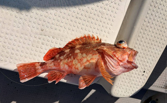 レンタルボート釣果レポート：47cm大型アマダイに60cm級マダイにカイワリと大漁！【ウミック・福井】