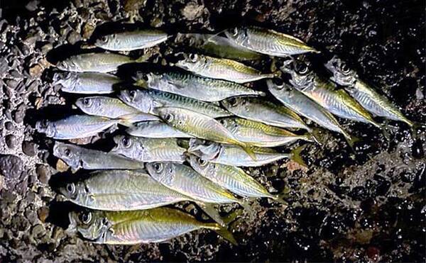 夜の堤防で電気ウキ釣りが楽しい 小型メインにアジの連発を堪能 22年5月10日 エキサイトニュース