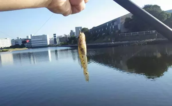 「京浜運河でのハゼ釣りで本命25匹【東京・見晴らしばし公園】2時間で手中」の画像