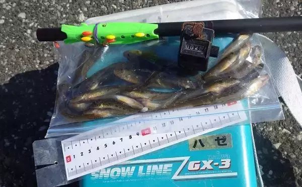 「京浜運河でのハゼ釣りで本命25匹【東京・見晴らしばし公園】2時間で手中」の画像