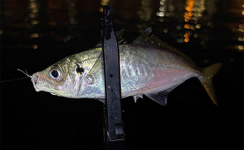 大阪南港の秋アジングシーズン開幕はいつ？ 「サヨリ」の群れ回遊タイミングがヒント