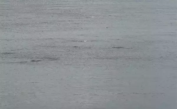 「「想定外の展開に！」初めてカヤックに乗ってみた　目の前にナブラ発生で釣り欲が爆発」の画像