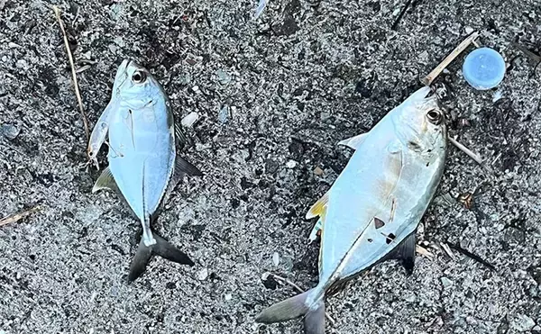 「中紀エリアのライトゲームで良型メッキ連発！【和歌山】トップウォータープラグに好反応」の画像