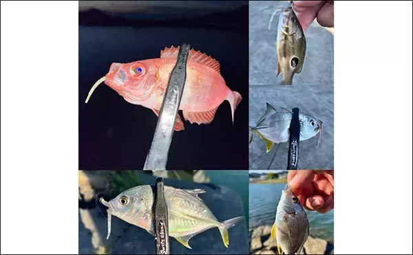 「中紀エリアのライトゲームで良型メッキ連発！【和歌山】トップウォータープラグに好反応」の画像